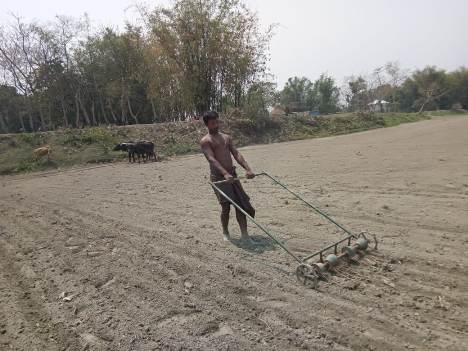 Line sowing of jute seed using seed drill machine