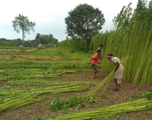 Cutting and staging of jute plant after 120 days Cutting and staging of jute plant after 120 days