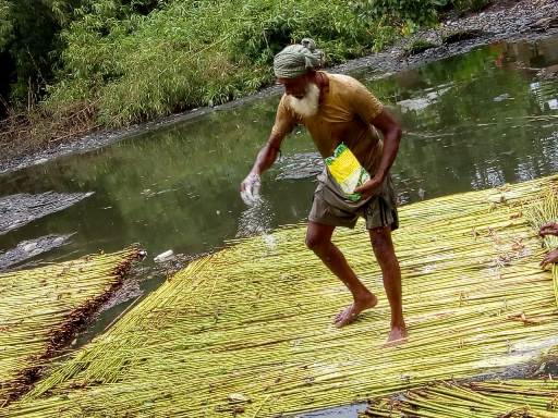 Retting process of jute using CRIJAF SONA in the water bodies