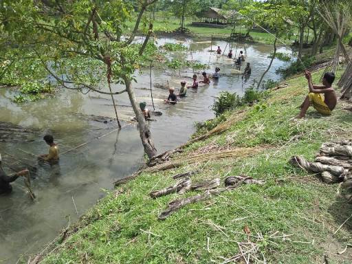 Stripping of retted jute in the water bodies Stripping of retted jute in the water bodies