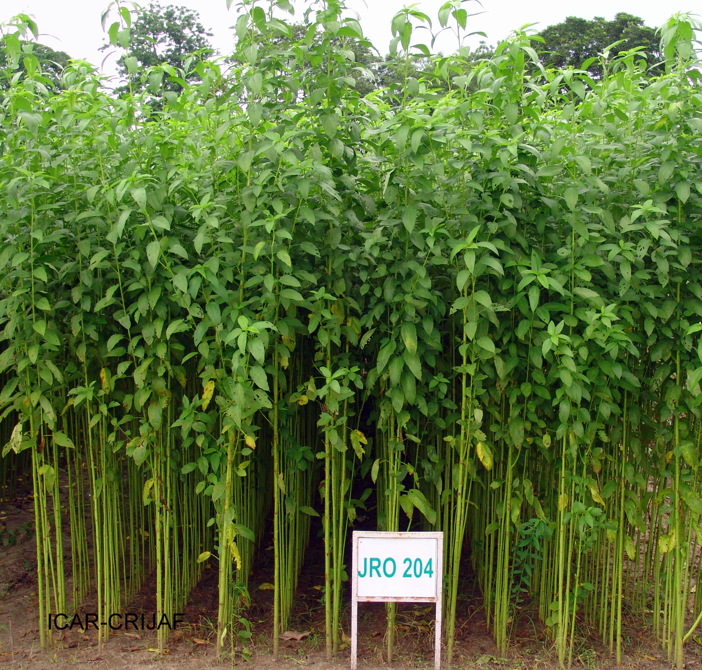 Green Jute Plantation Field Raw Jute Plant Texture Background