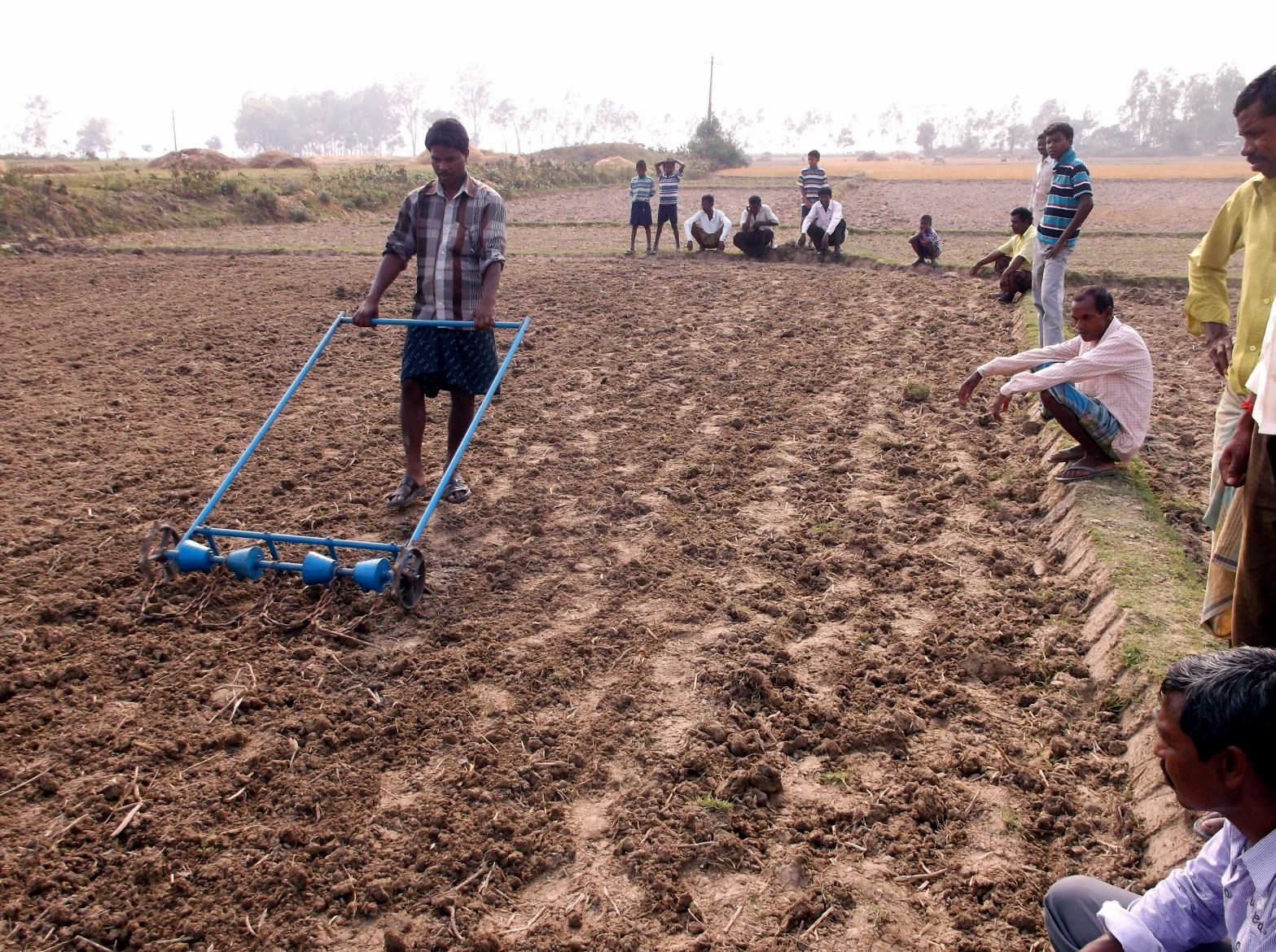 jute cultivation