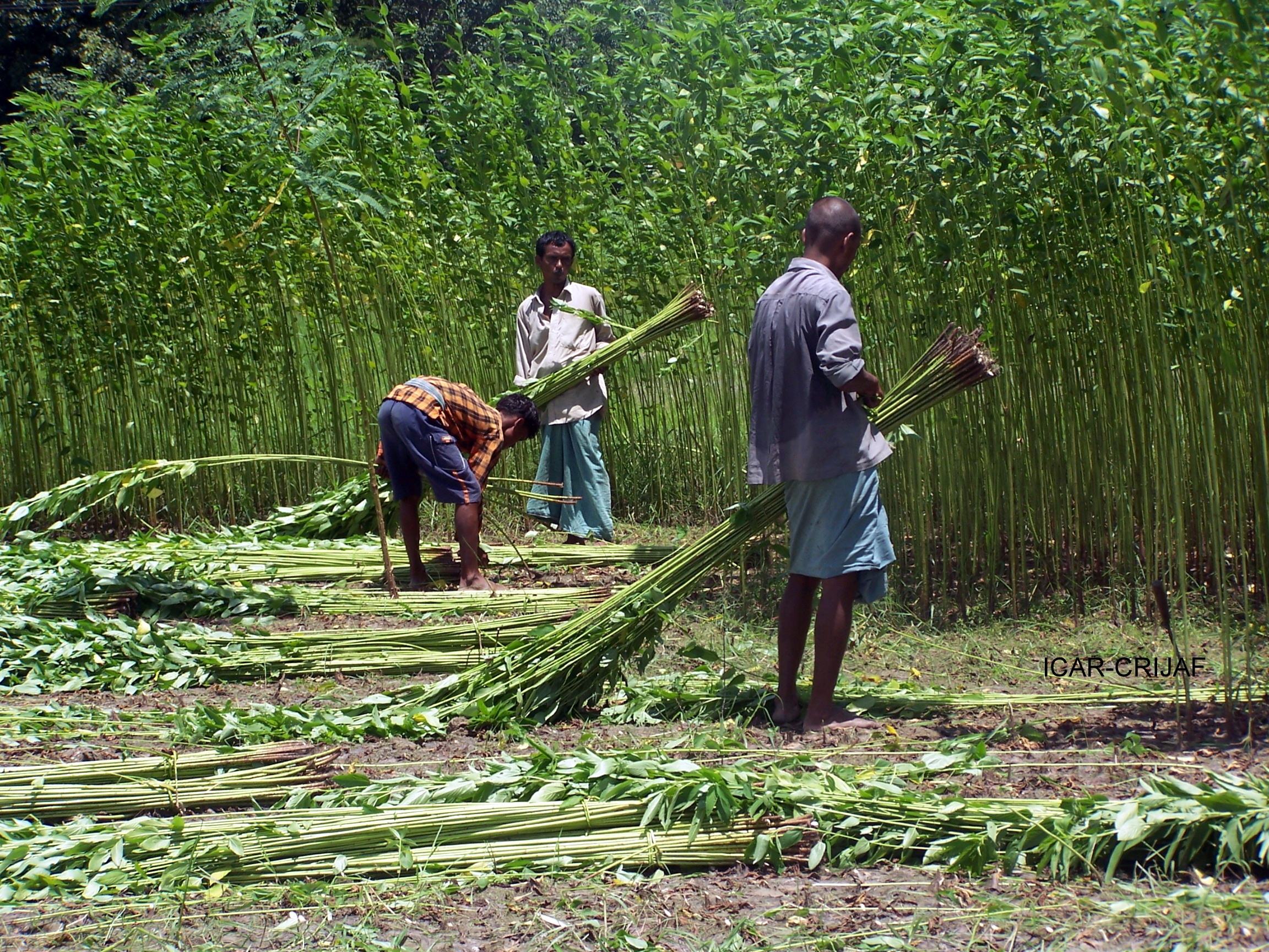 Jute Fibre. Jute fibre is a so-called “green” fibre…